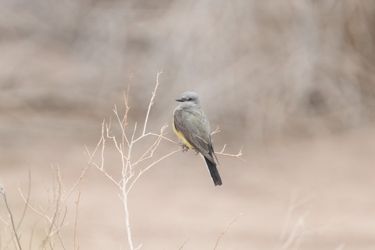 Western Kingbird - Matt Myers