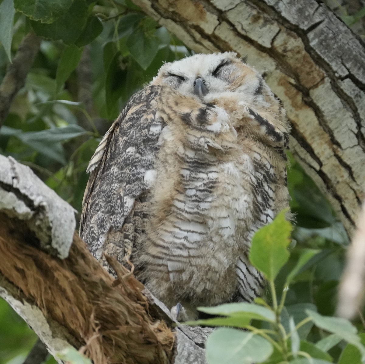 Great Horned Owl - ML620808579