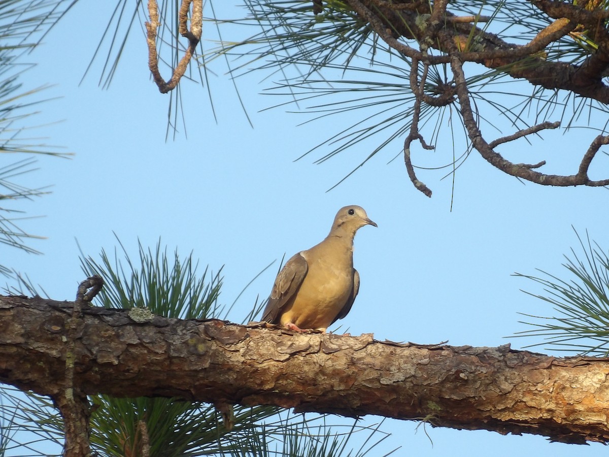 Mourning Dove - ML620808580