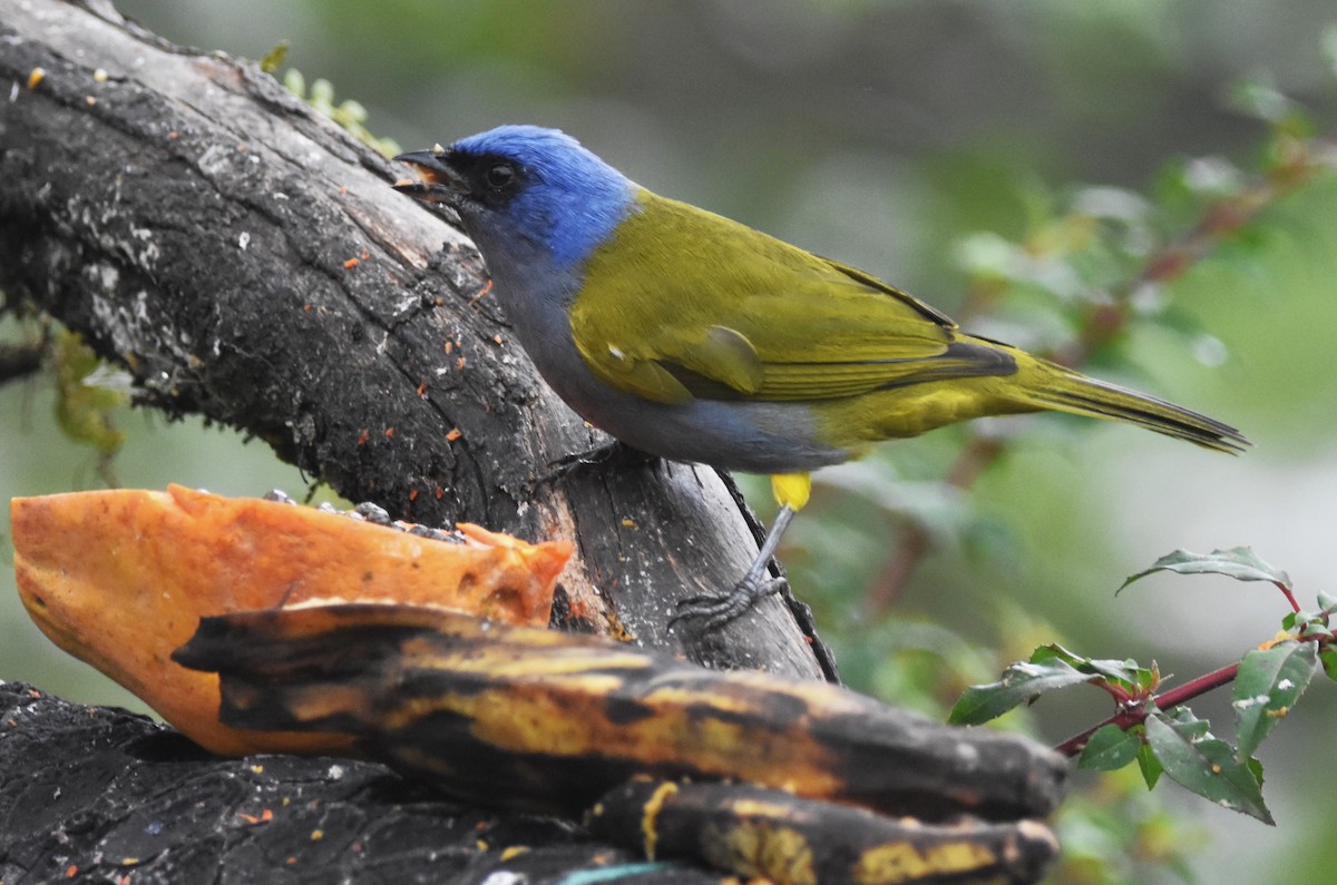 Tangara Coroniazul - ML620808581