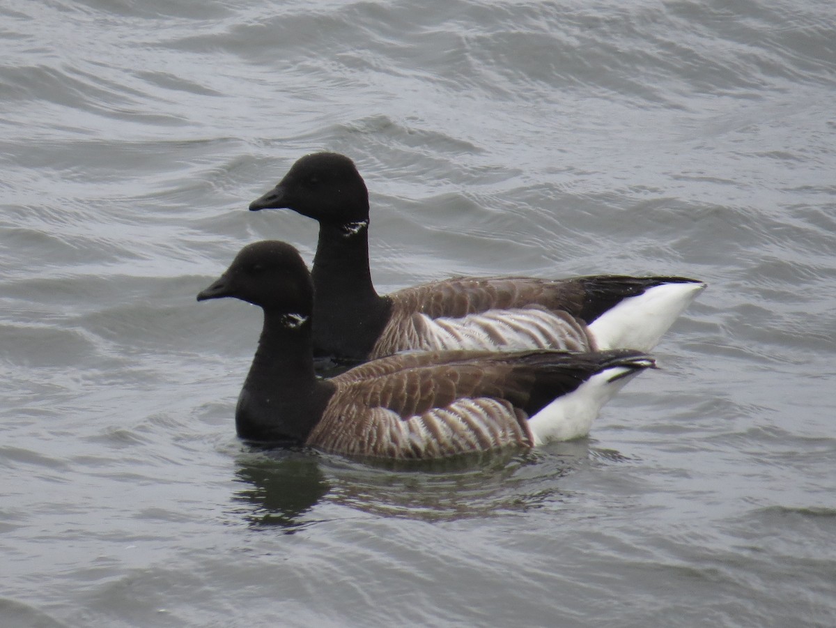 Brant - ML620808583