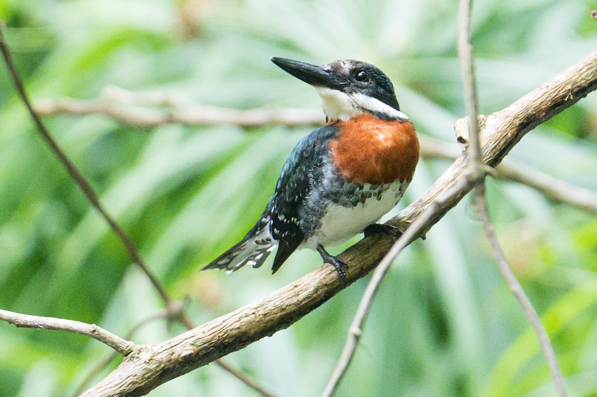 Martin-pêcheur vert - ML620808587