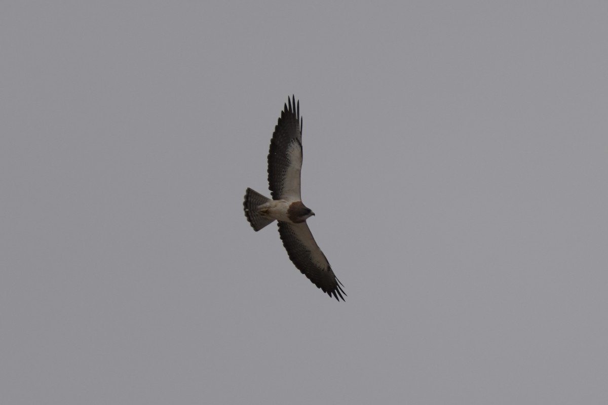 Swainson's Hawk - ML620808588