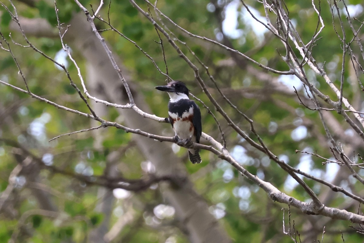 Belted Kingfisher - ML620808589