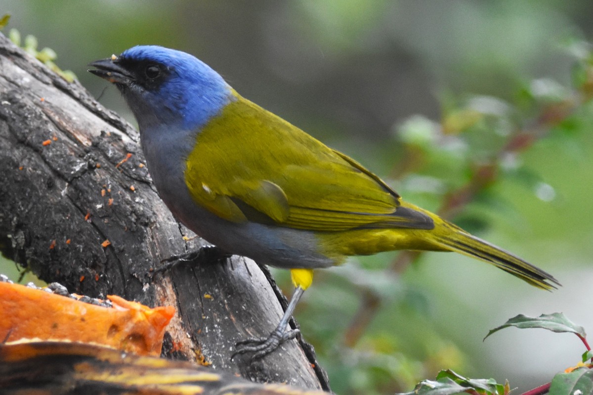 Blue-capped Tanager - ML620808591