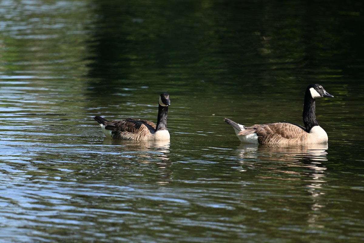 Canada Goose - ML620808594