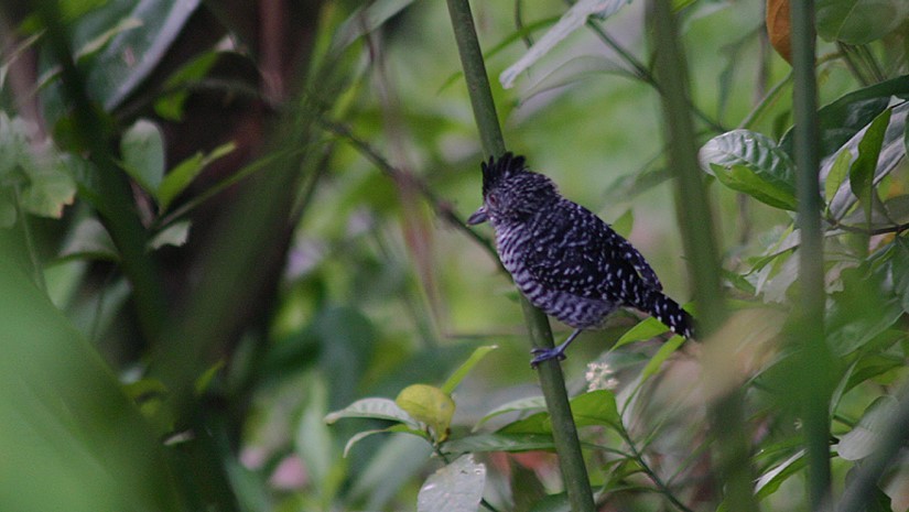 Barred Antshrike - Scotty Lofland