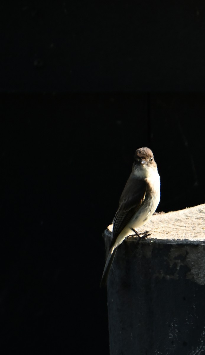 Eastern Phoebe - ML620808599