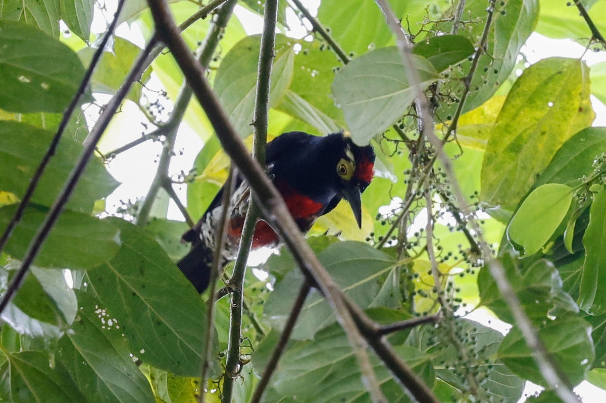 Yellow-tufted Woodpecker - ML620808606