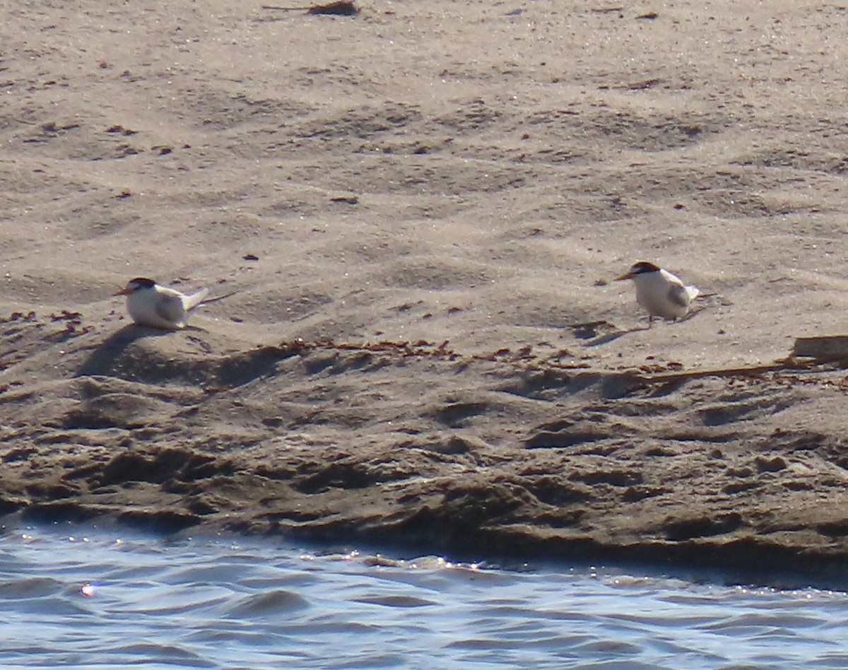 Least Tern - ML620808607