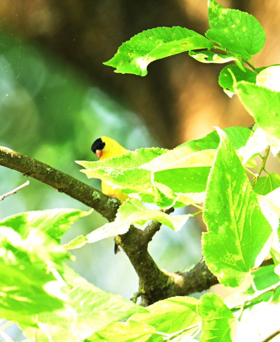 American Goldfinch - ML620808610