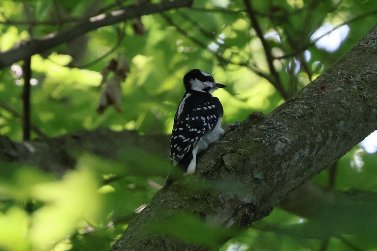 Hairy Woodpecker - ML620808611