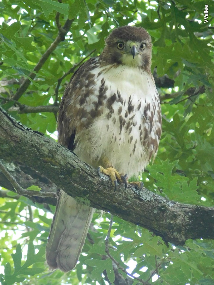 Red-tailed Hawk - ML620808612