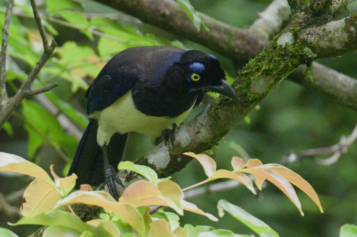 Geai à poitrine noire - ML620808614