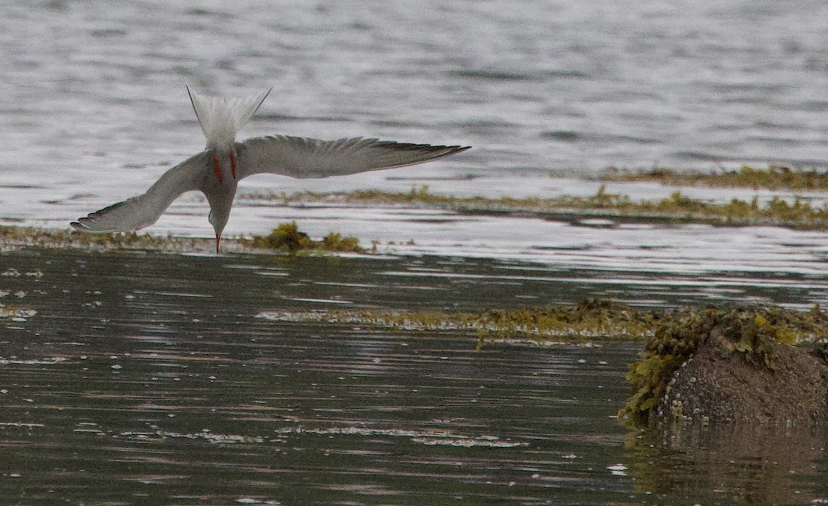 Common Tern - ML620808616