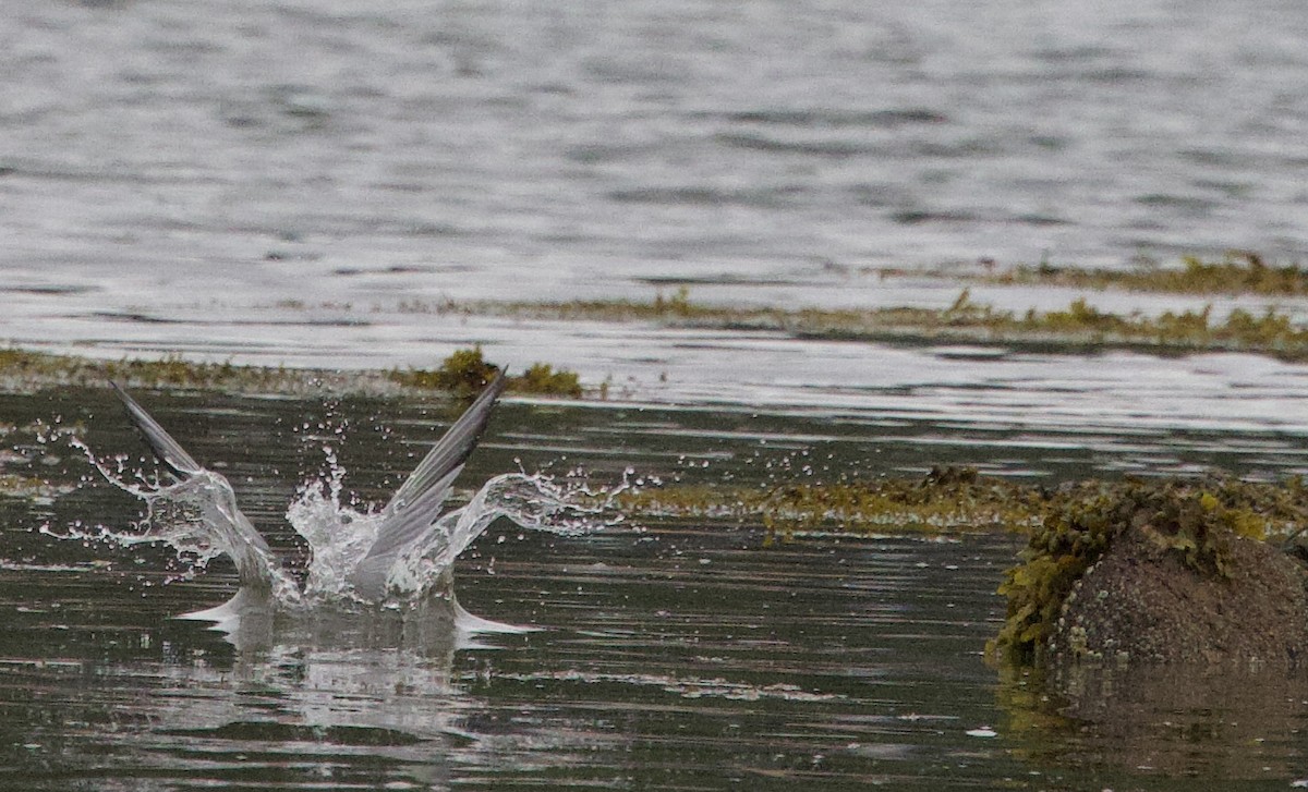 Common Tern - ML620808617