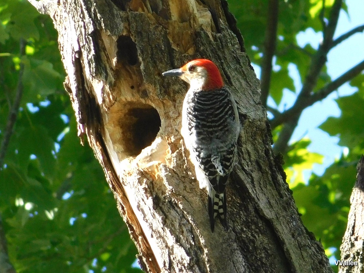 Red-bellied Woodpecker - ML620808618