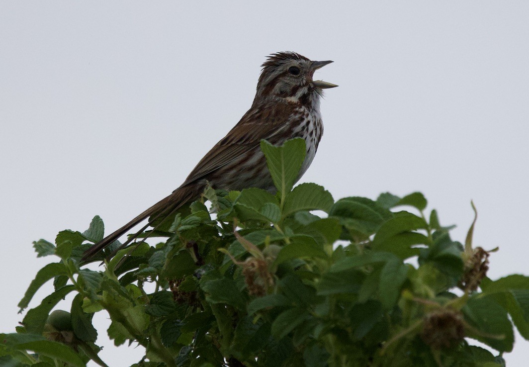 Chingolo Cantor - ML620808630