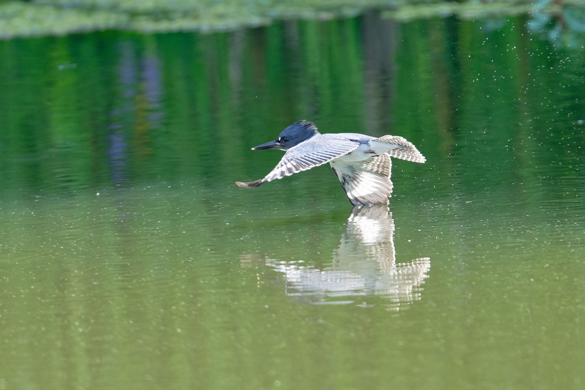 Belted Kingfisher - ML620808632