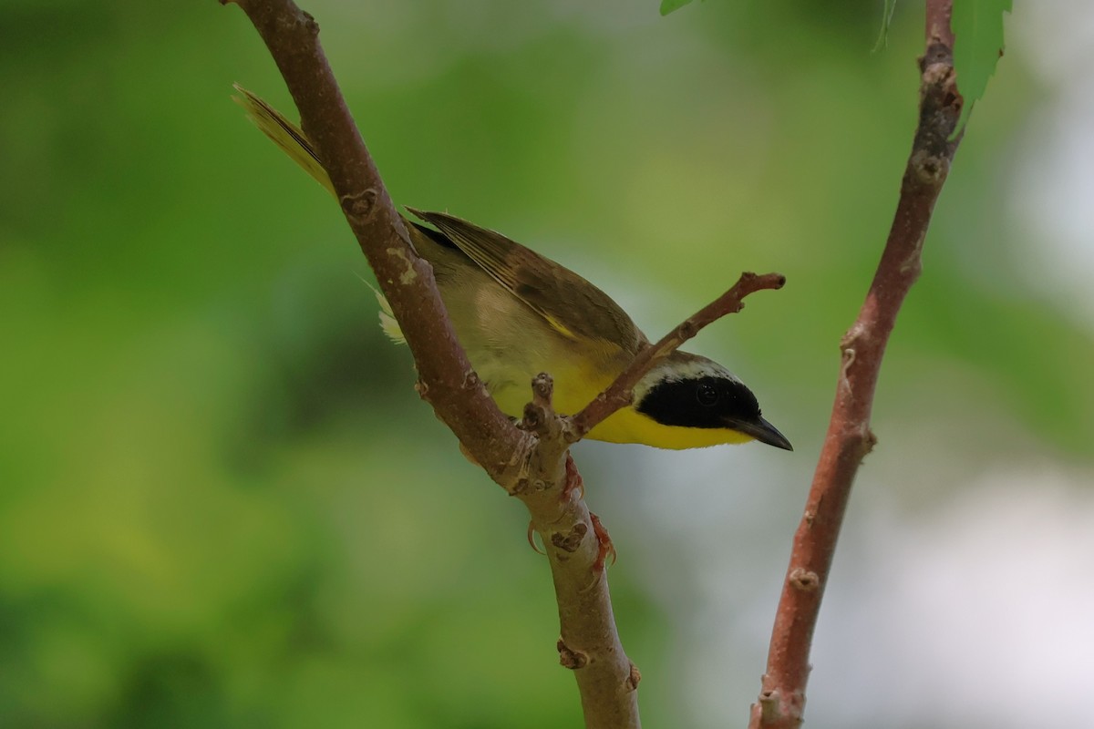 Common Yellowthroat - ML620808635