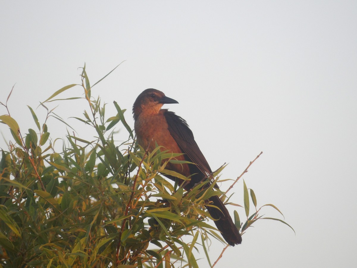 Boat-tailed Grackle (westoni) - ML620808637