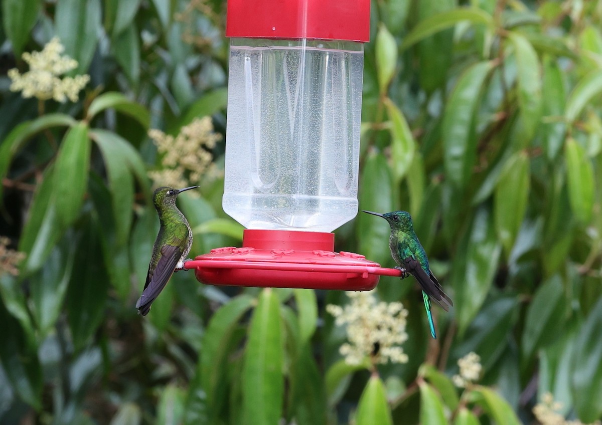 Long-tailed Sylph - ML620808639