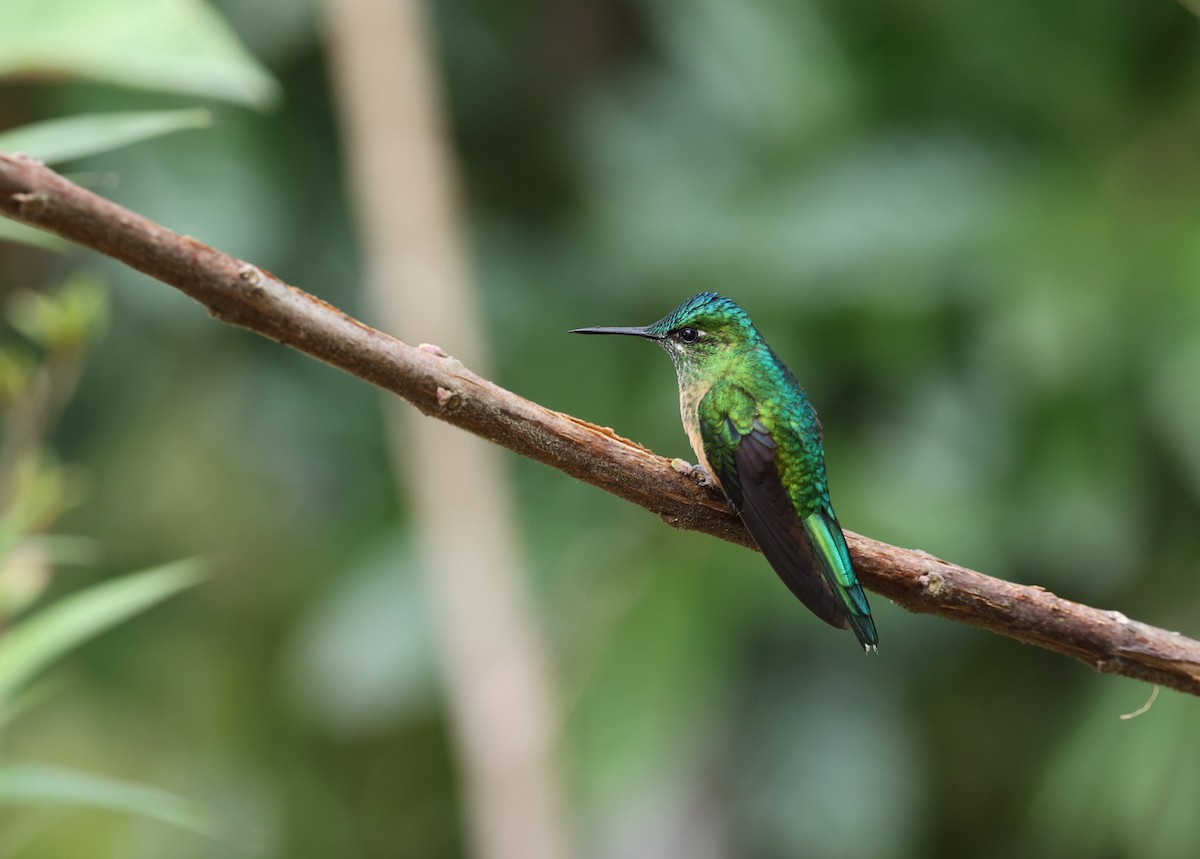 Long-tailed Sylph - ML620808640