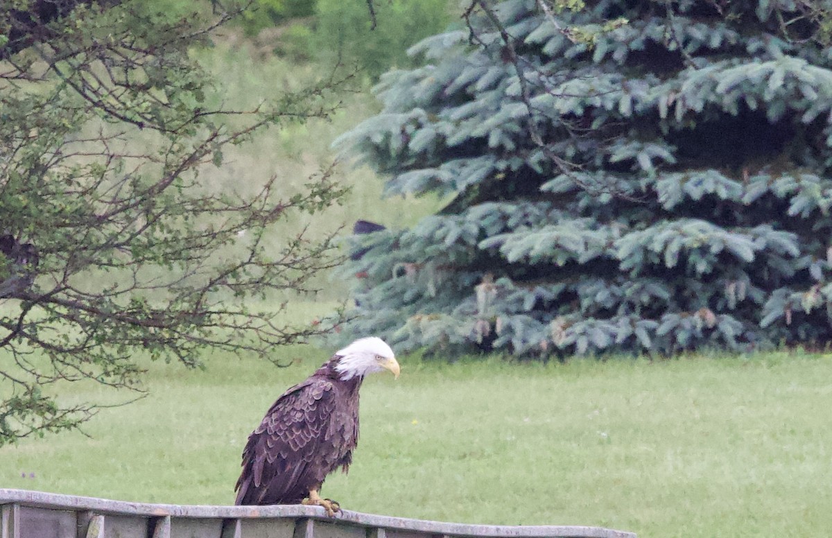 Bald Eagle - ML620808641