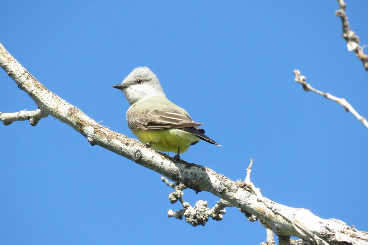 Schmalschnabel-Königstyrann - ML620808643