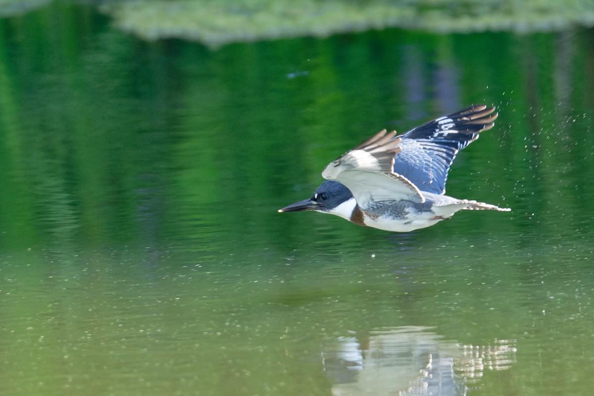 Belted Kingfisher - ML620808644