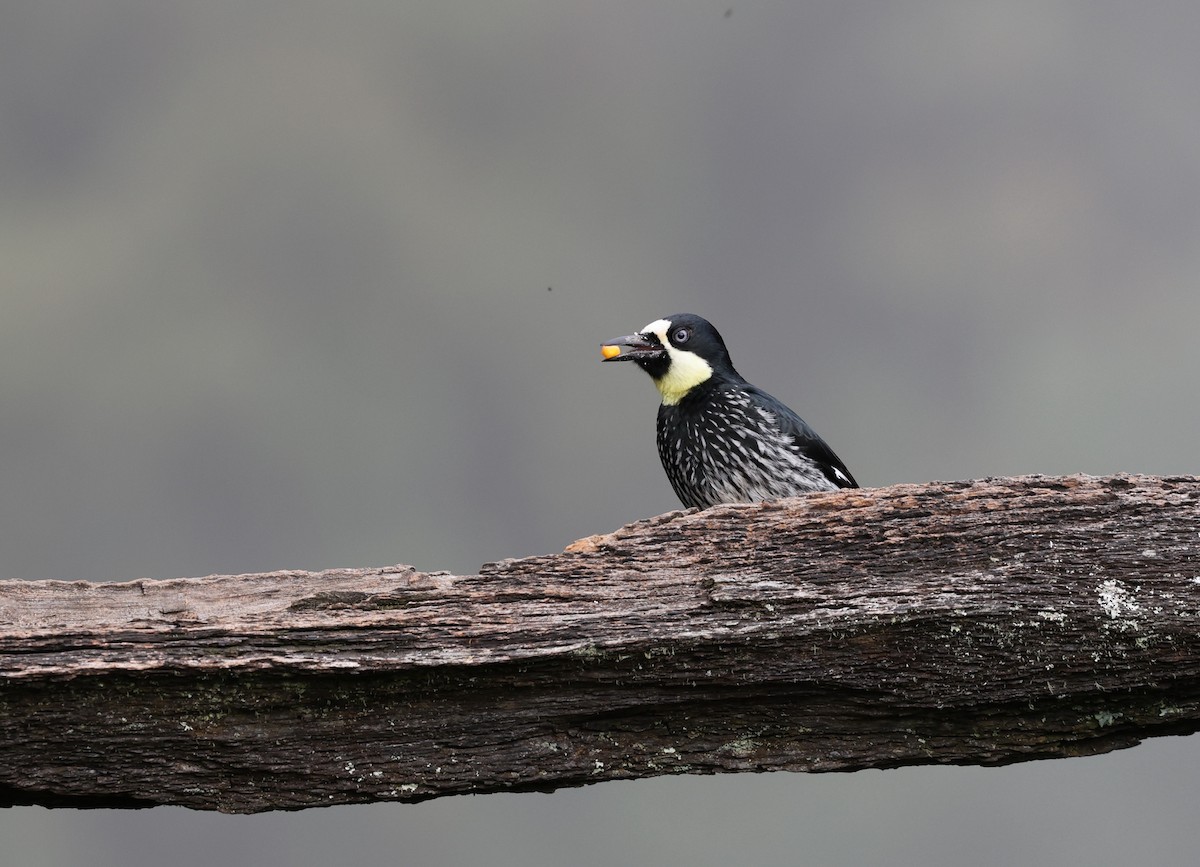 Acorn Woodpecker - ML620808645