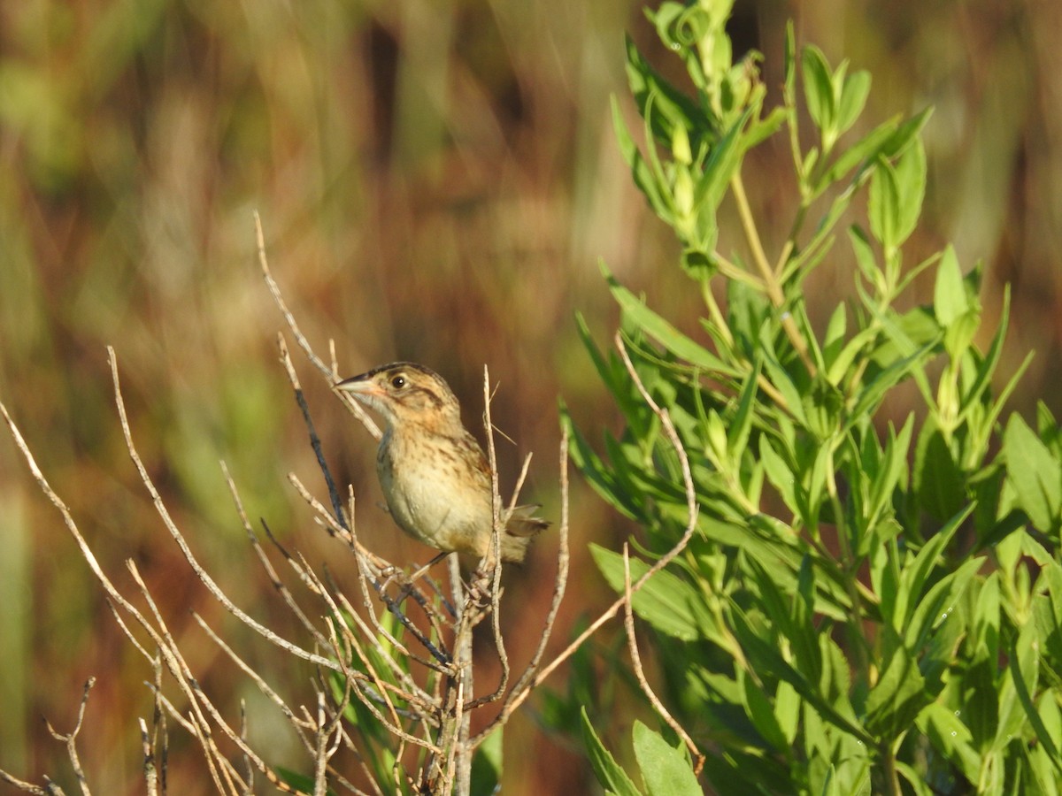 Seaside Sparrow - ML620808646