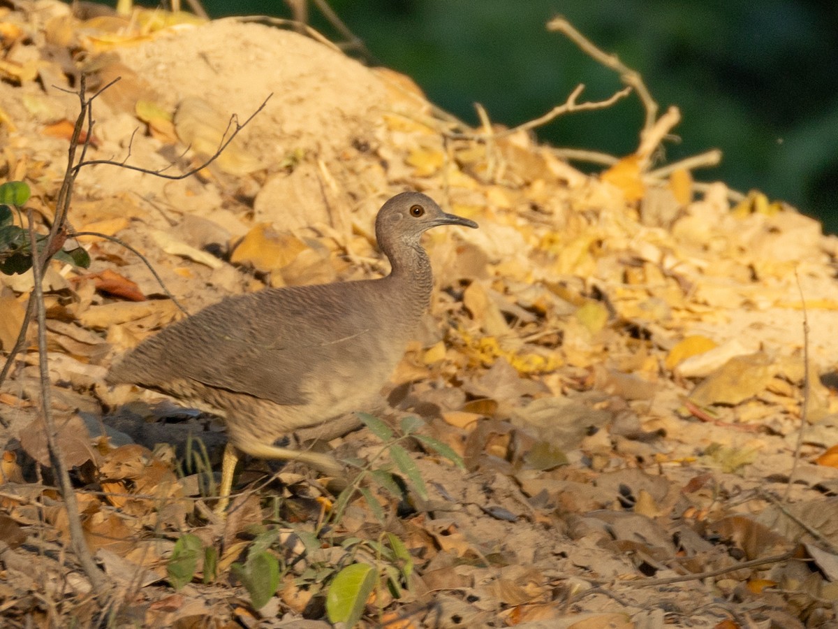 Tinamou vermiculé - ML620808647