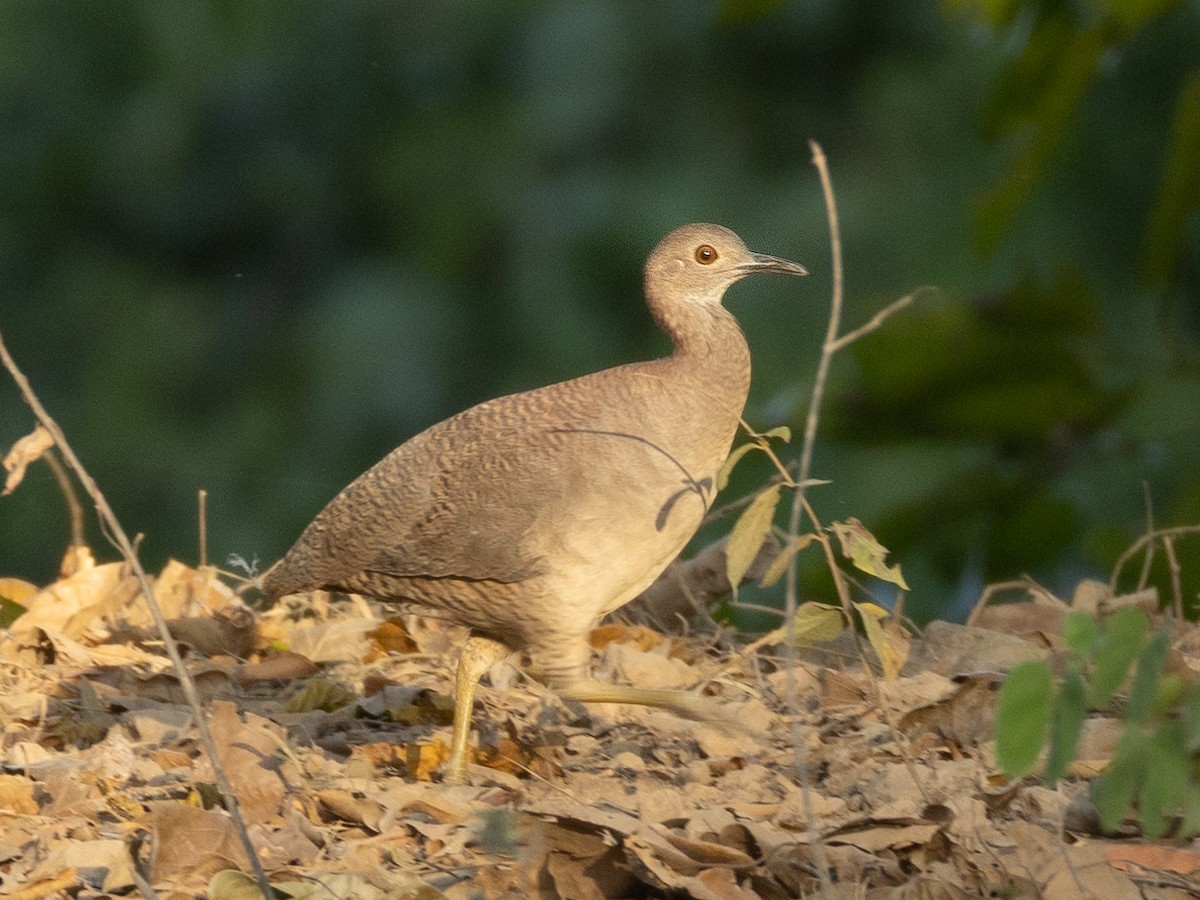 Tinamou vermiculé - ML620808648