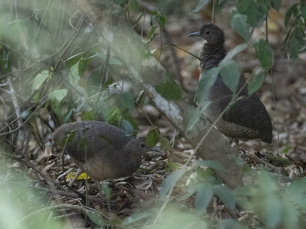 Tinamou vermiculé - ML620808649