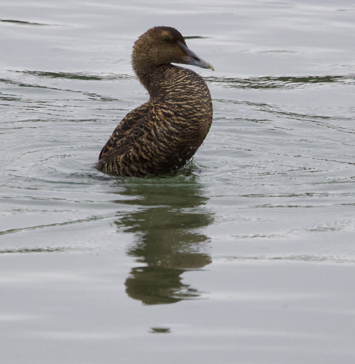 Common Eider - ML620808651