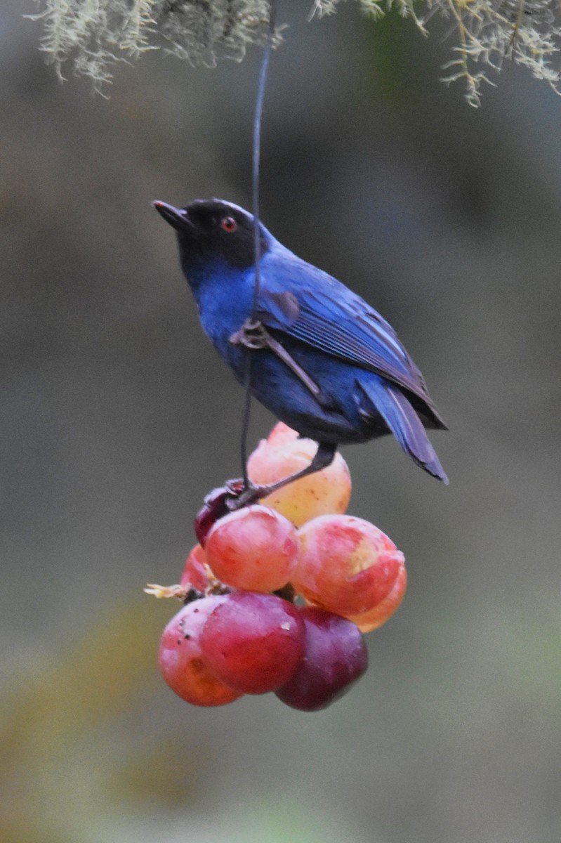 Masked Flowerpiercer - ML620808652