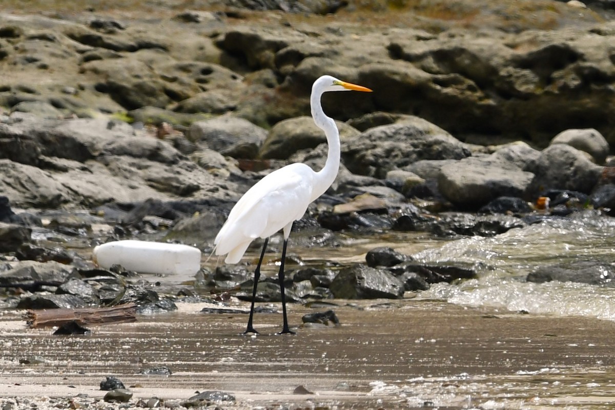 Great Egret - ML620808653