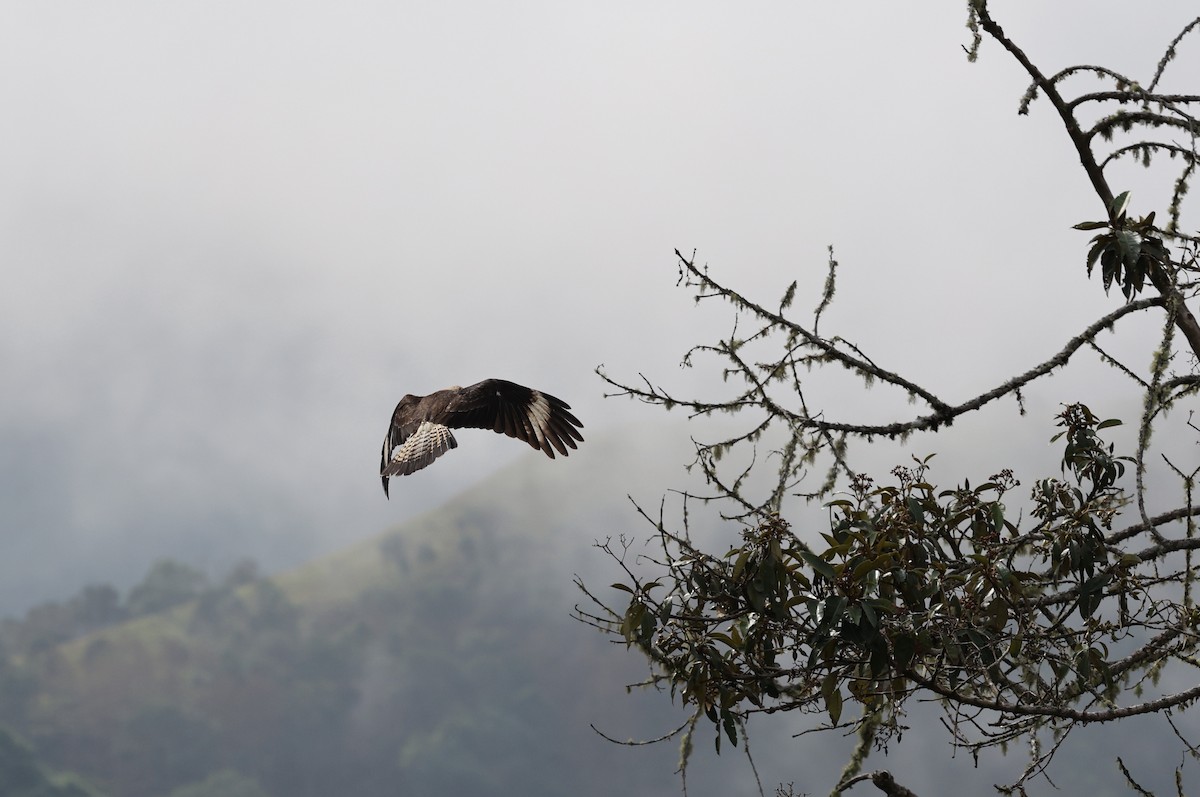 Yellow-headed Caracara - ML620808655