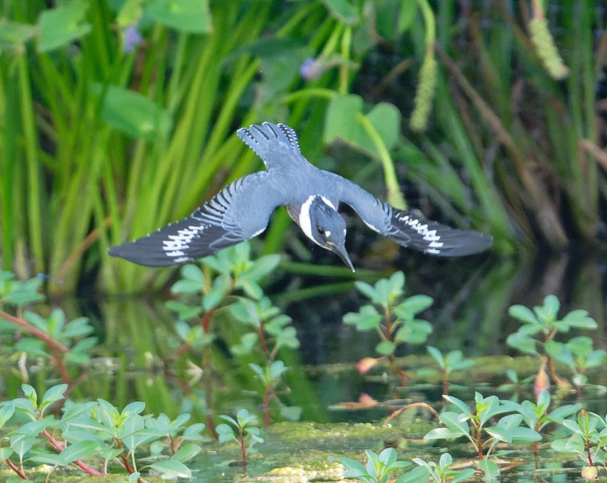 Belted Kingfisher - ML620808656