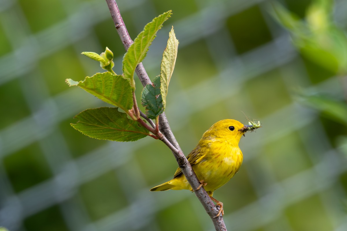 Yellow Warbler - ML620808657