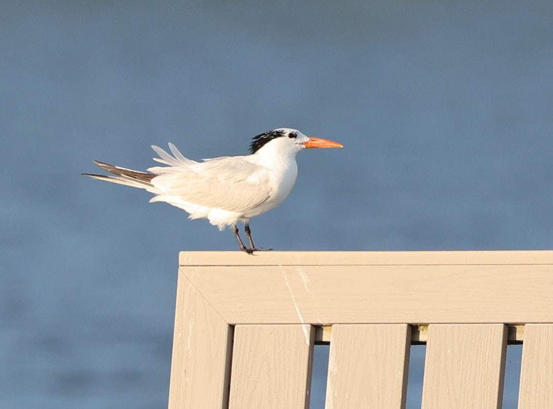 Royal Tern - ML620808658