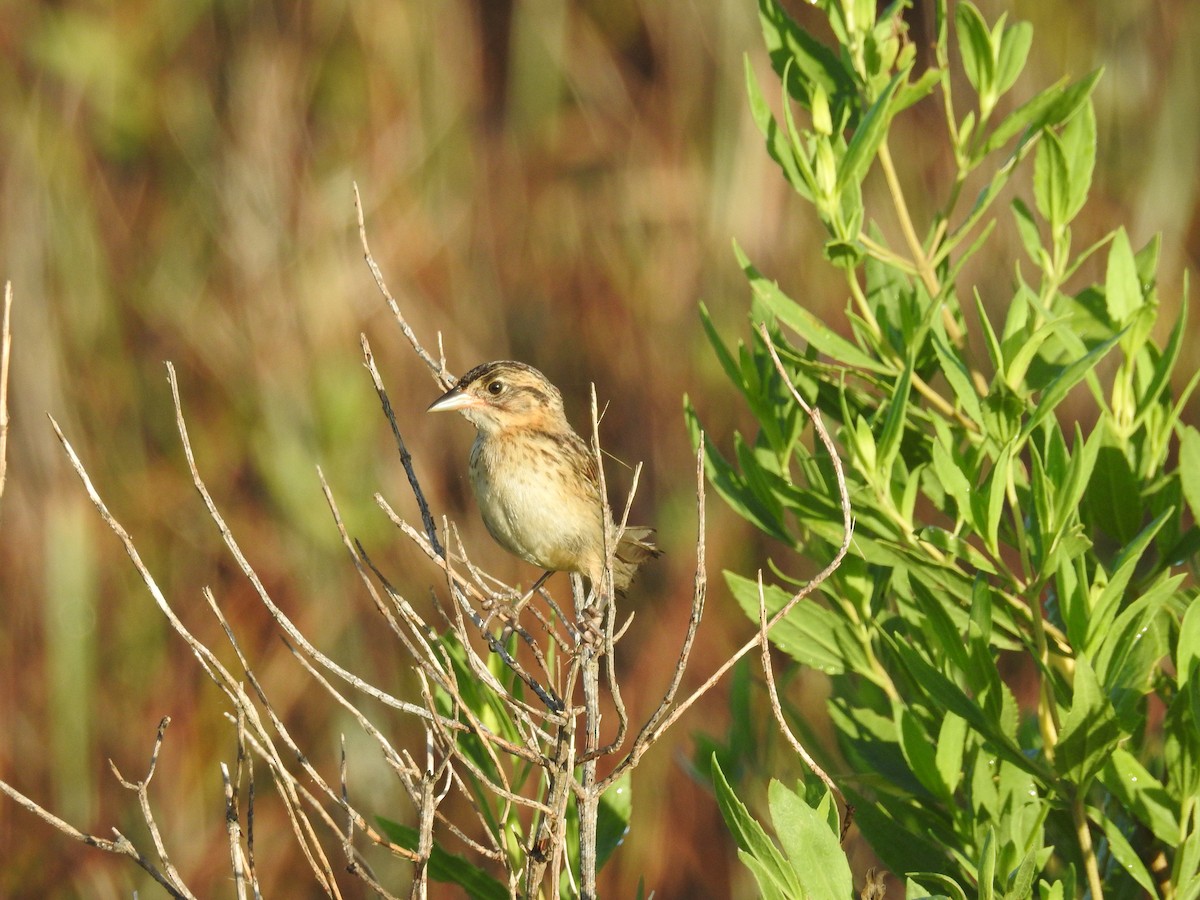 Seaside Sparrow - ML620808659