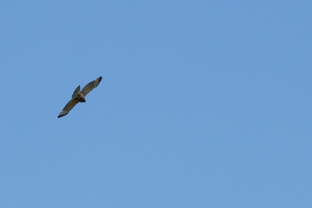 Red-shouldered Hawk - ML620808660