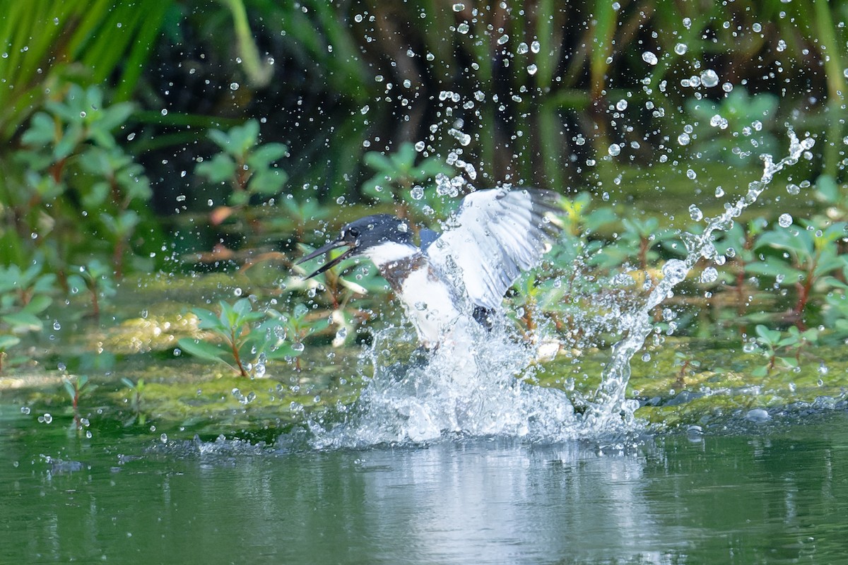 Martin-pêcheur d'Amérique - ML620808661