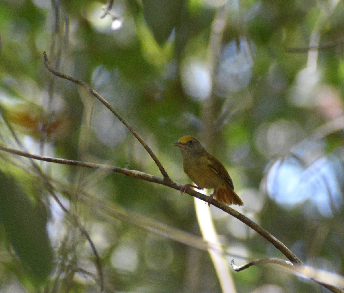 Tawny-crowned Greenlet - ML620808663