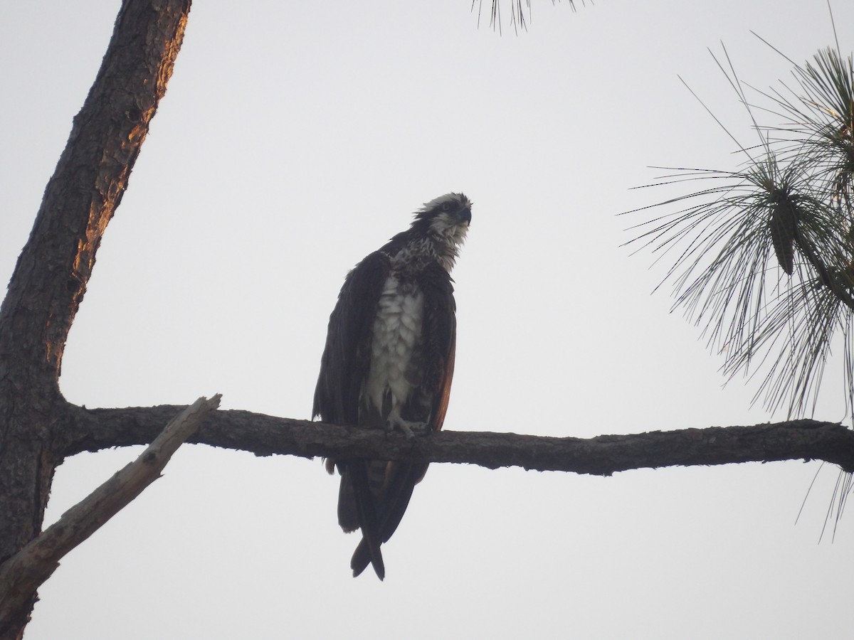 Osprey (carolinensis) - ML620808664