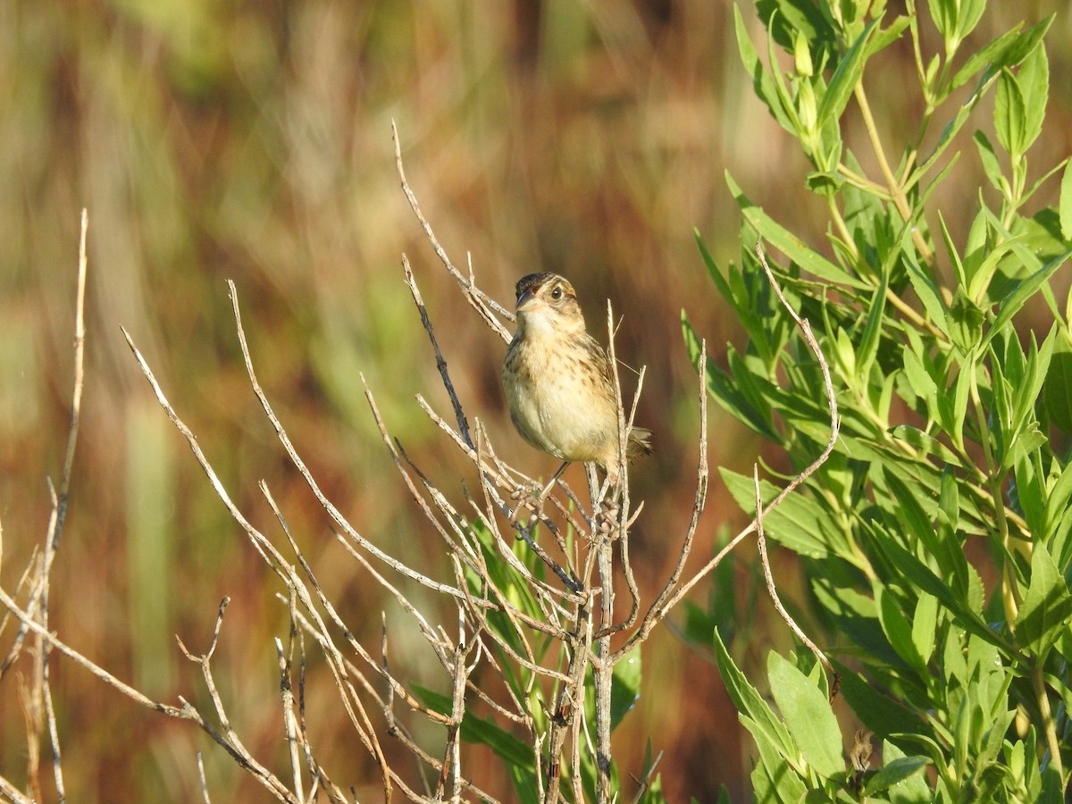 Seaside Sparrow - ML620808665