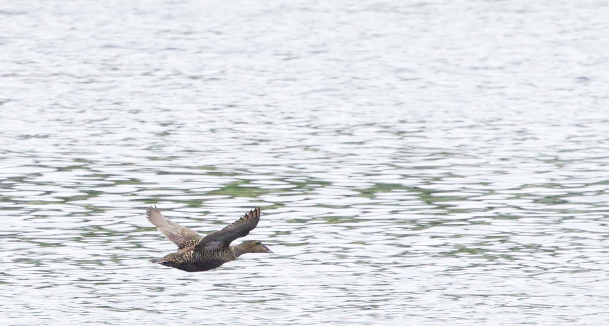 Common Eider - Bruce Fleischer