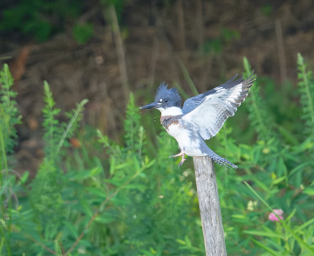Belted Kingfisher - ML620808675
